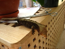 Leaper