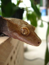 Leaper
