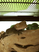 Leaper