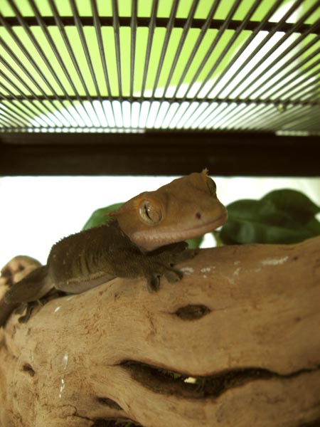 Leaper