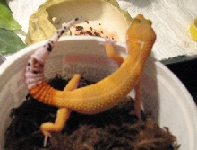 Mushu