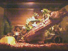 Tokay gecko setup 20gal tall