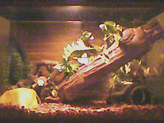 Tokay gecko setup 20gal tall