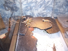 baby Sahara uromastyx