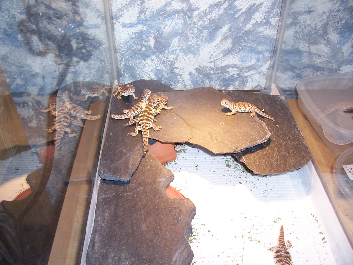 baby Sahara uromastyx