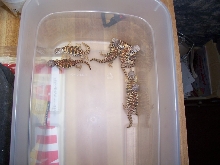 baby Sahara Uromastyx