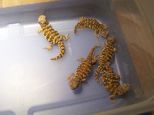 baby Sahara Uromastyx
