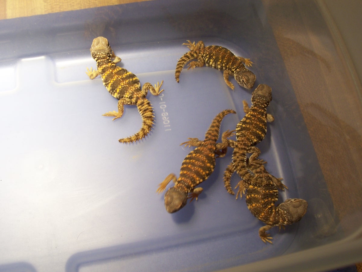 baby Sahara Uromastyx