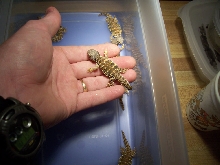 baby Sahara Uromasyx