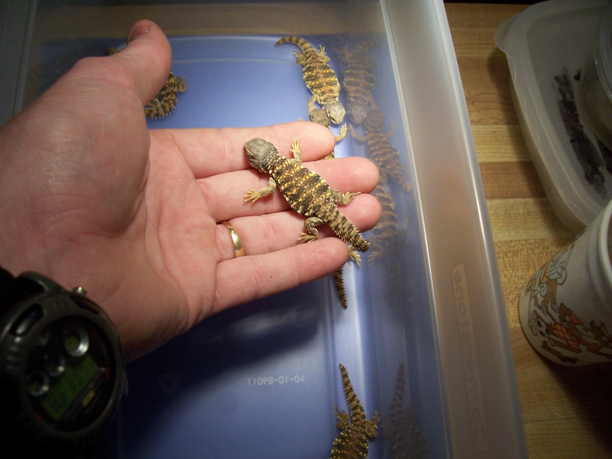 baby Sahara Uromasyx