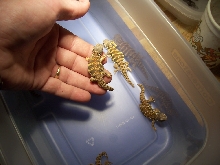 baby Sahara Uromastyx