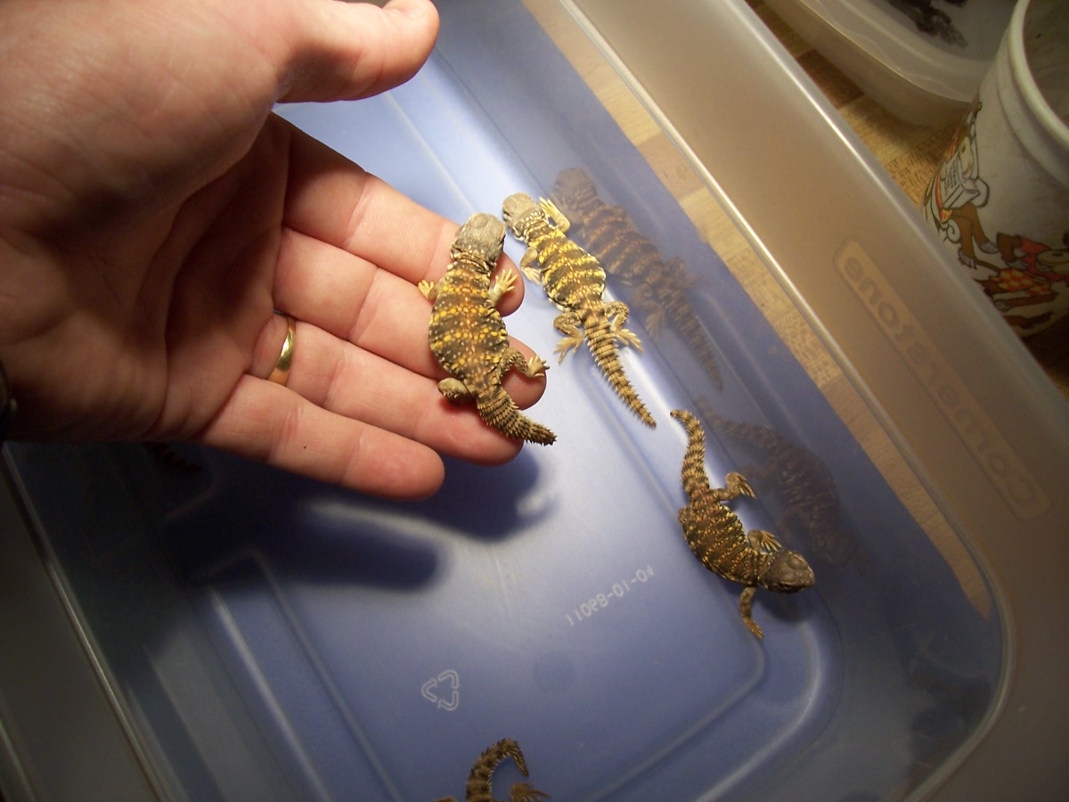 baby Sahara Uromastyx