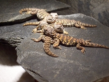baby Sahara Uromastyx