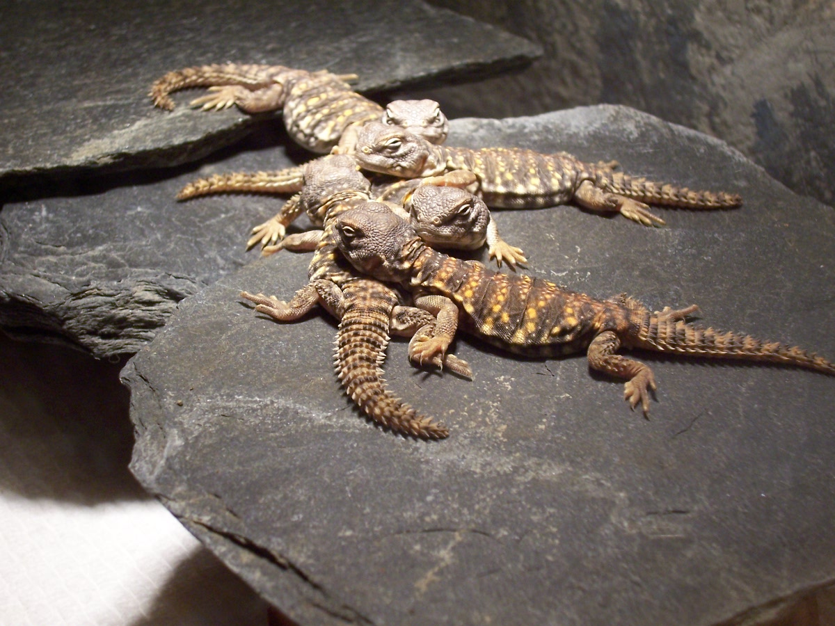 baby Sahara Uromastyx