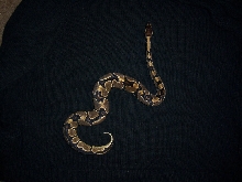 05 ball python
