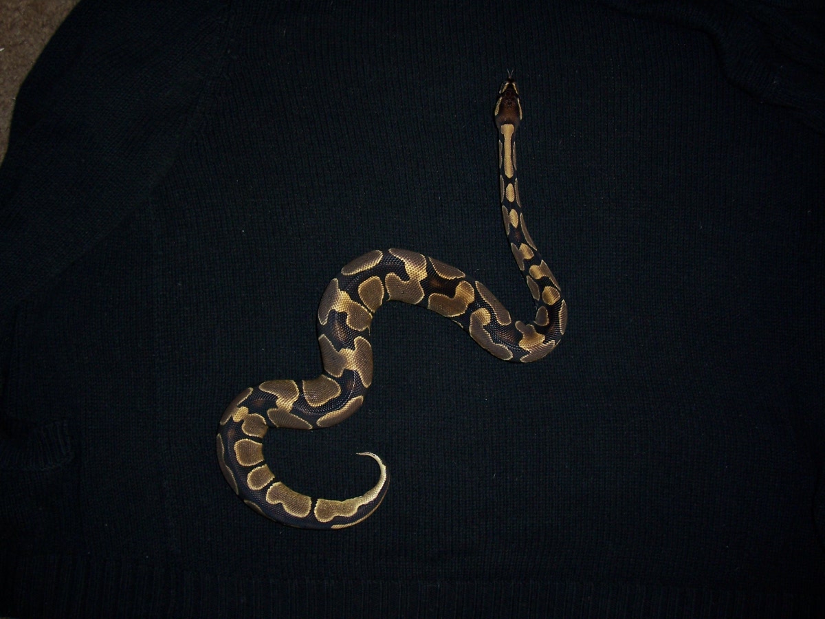 05 ball python