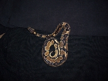 05 ball python female