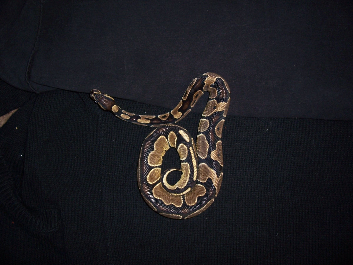 05 ball python female