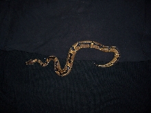 05 ball python female