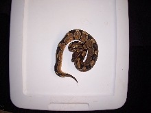 05 ball python female