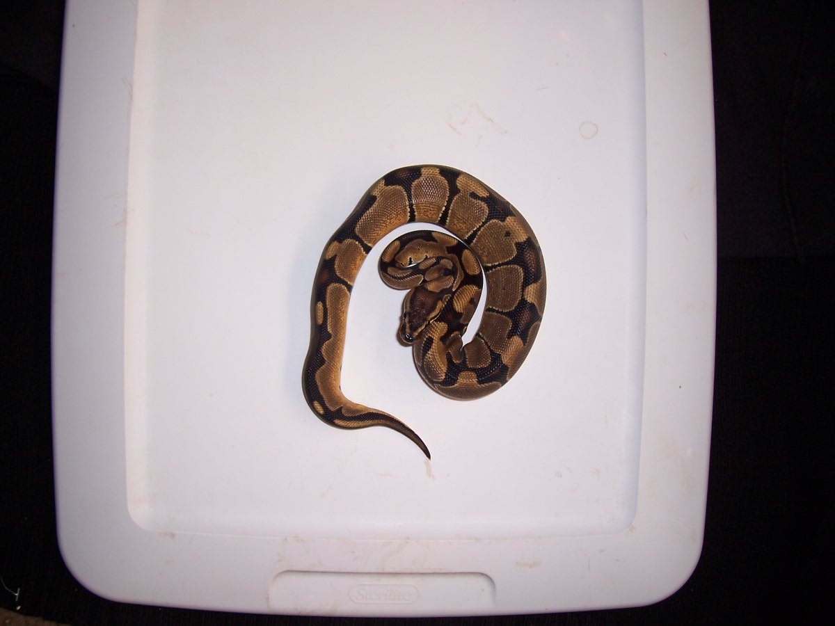 05 ball python female