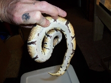 05 female ball python
