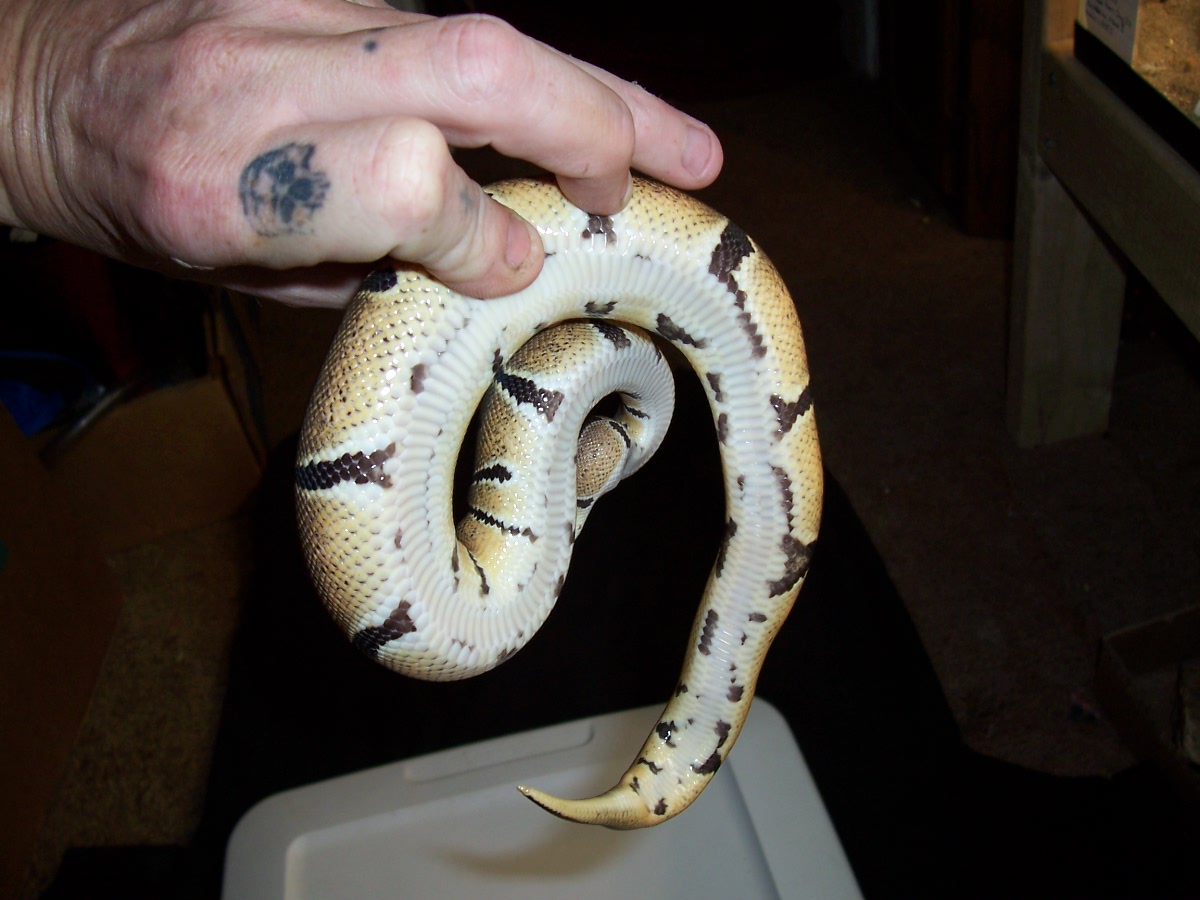 05 female ball python