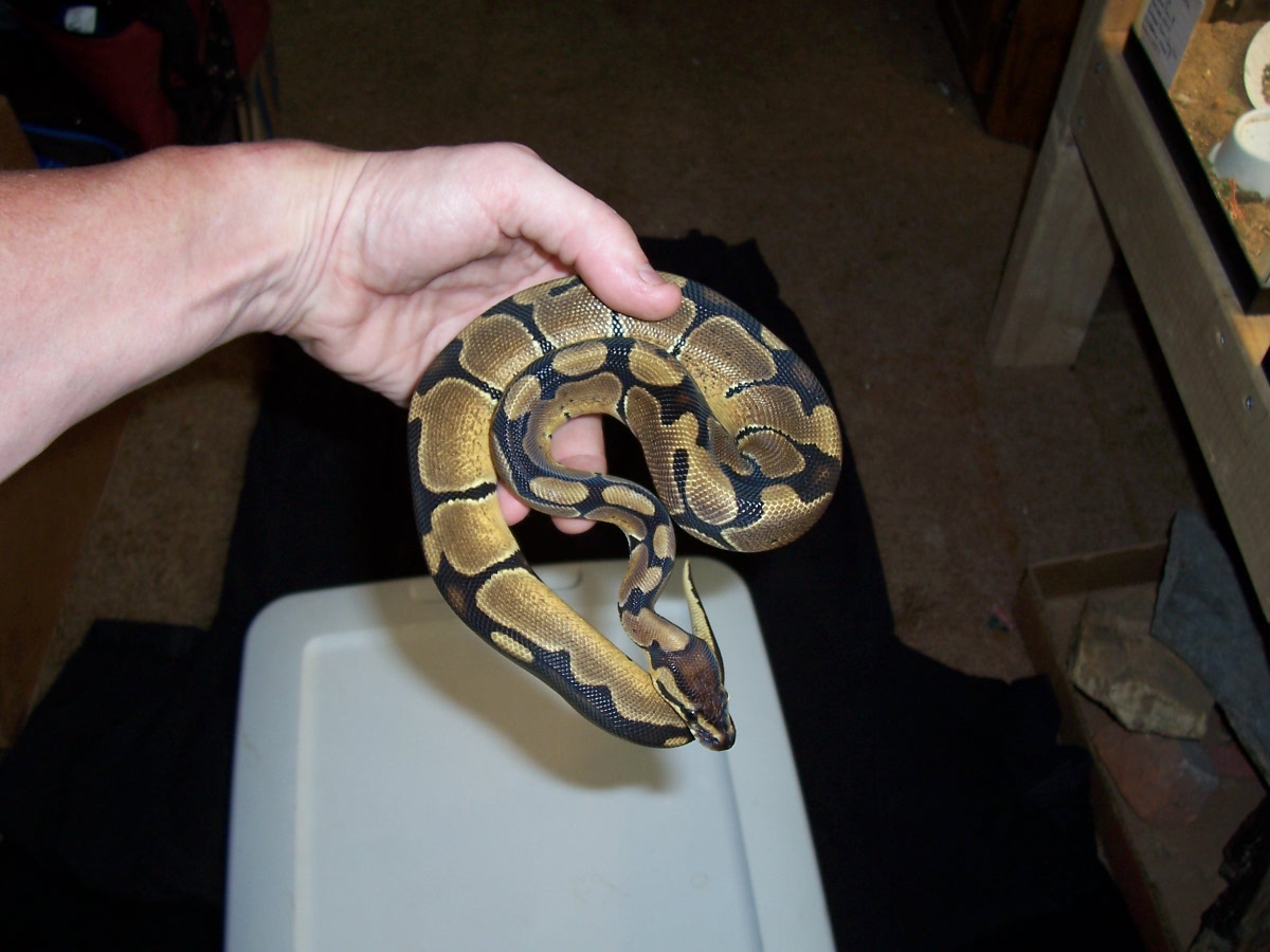05 ball python female