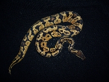 05 male pastel