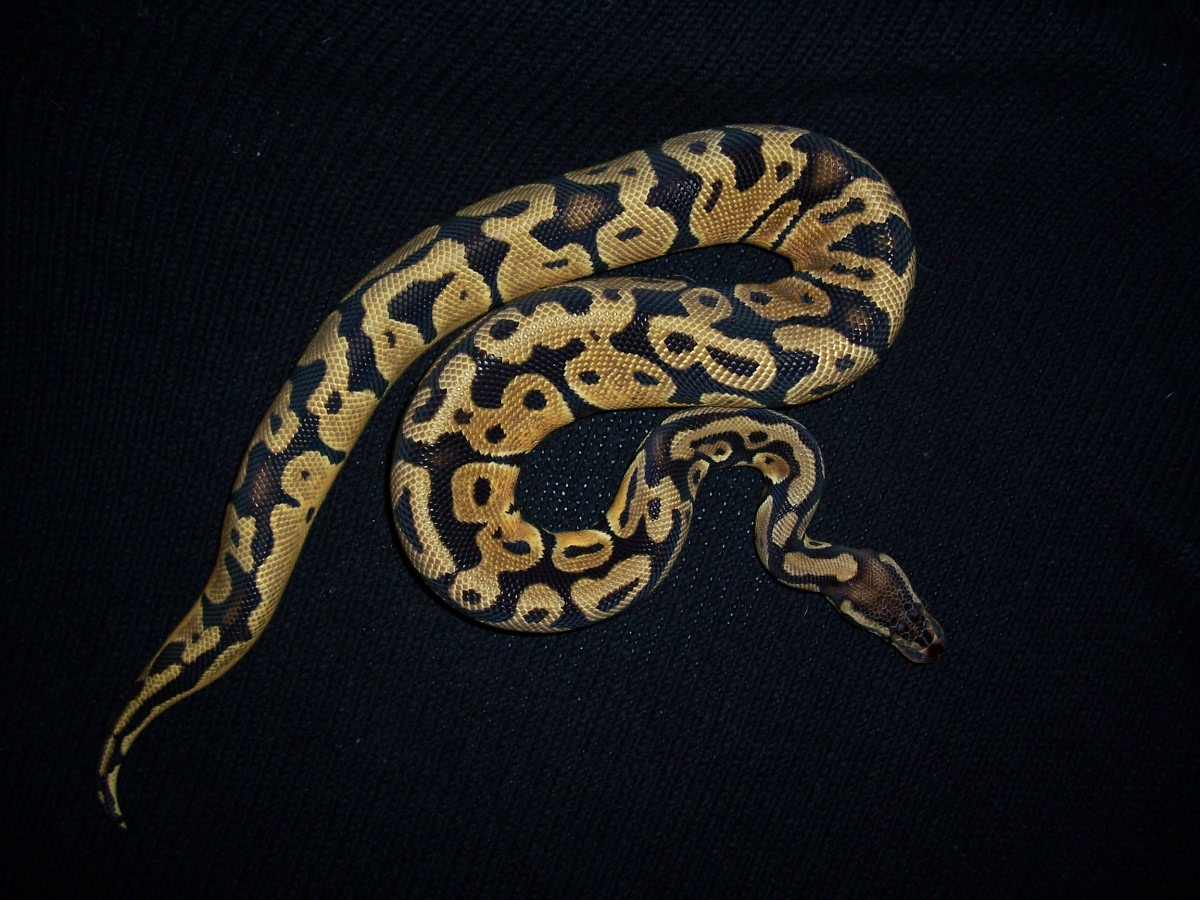 05 male pastel
