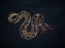 05 female ball python