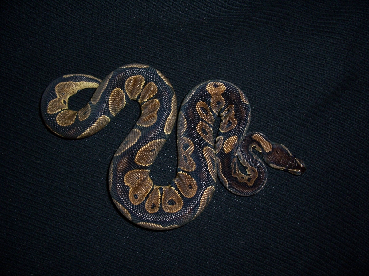 05 female ball python