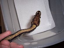 05 female ball python