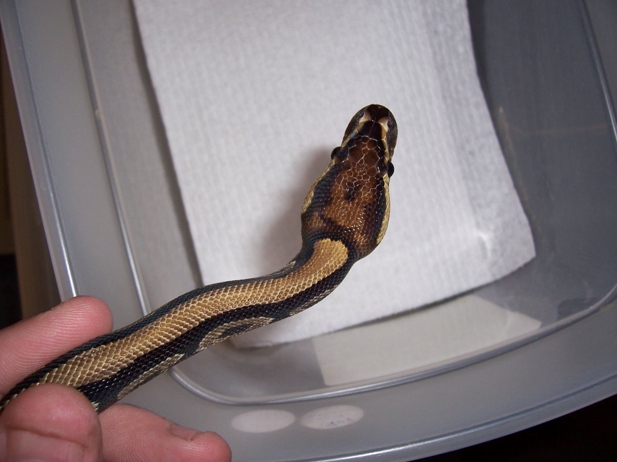 05 female ball python