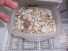 baby Mali Uromastyx