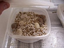 baby Mali Uromastyx