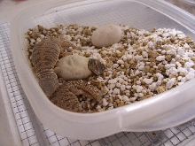 baby Mali Uromastyx