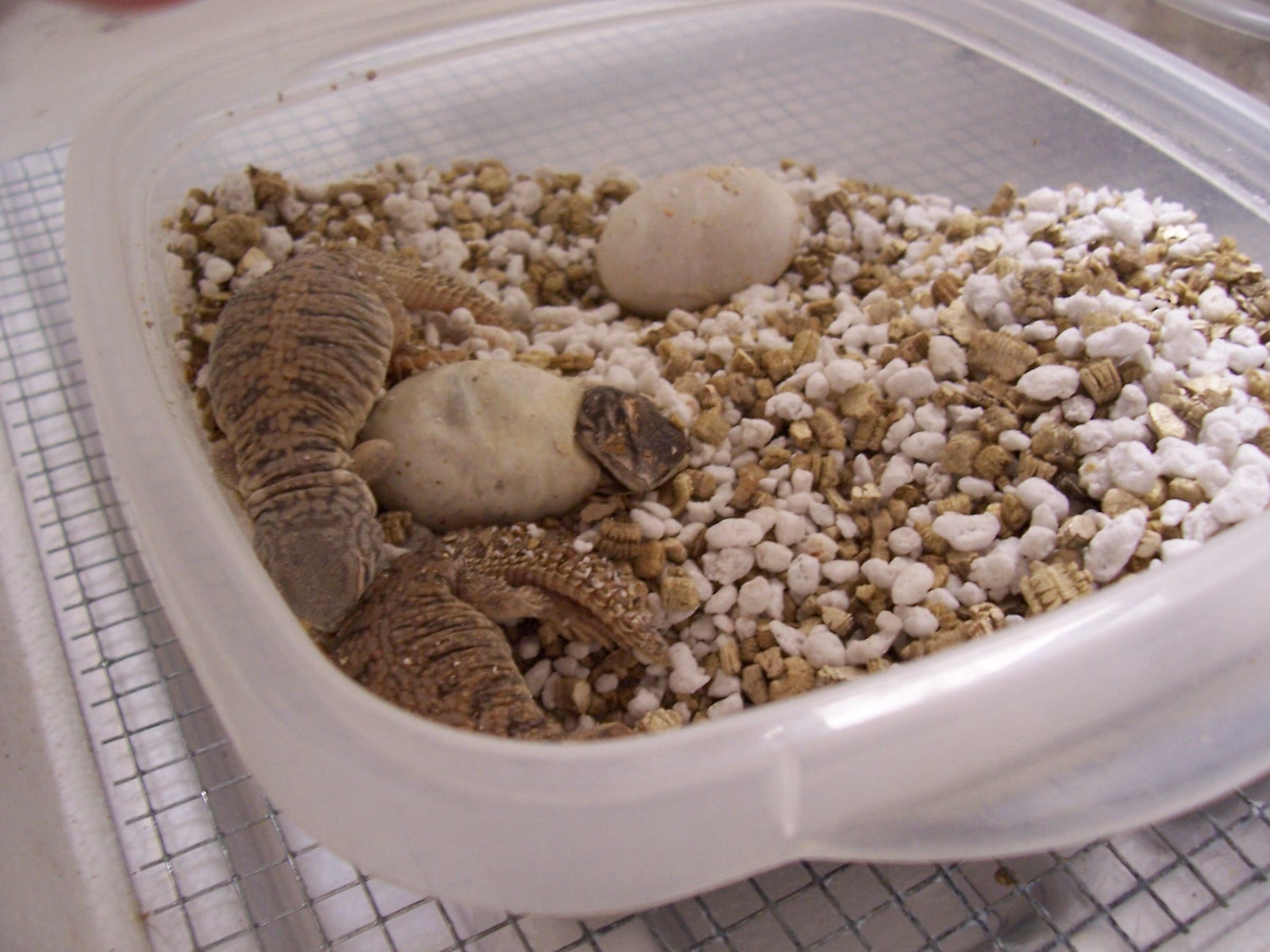 baby Mali Uromastyx