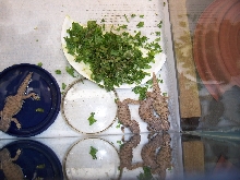 baby Mali Uromastyx