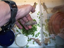 baby Mali Uromastyx