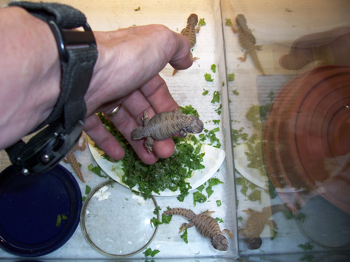 baby Mali Uromastyx