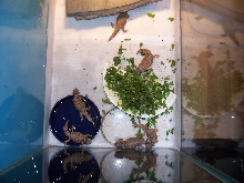 baby Mali Uromastyx