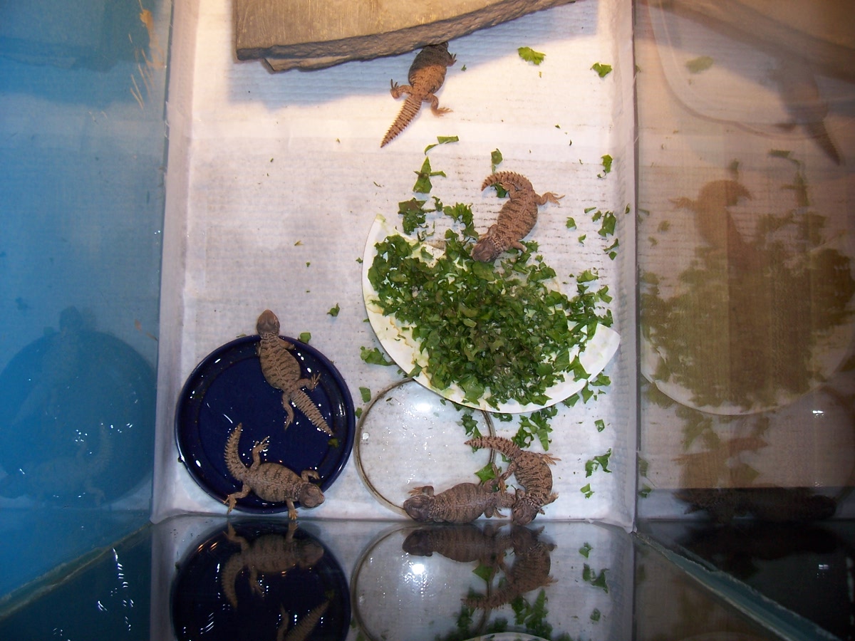baby Mali Uromastyx