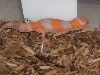 amel female