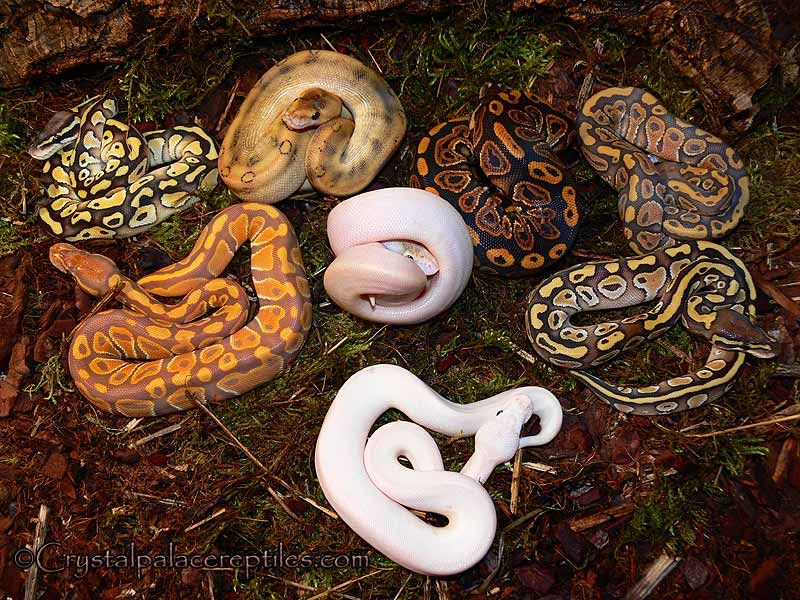 GROUPshot