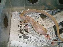 Albino Red tail rat