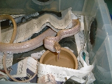 Albino Red Tail Rat