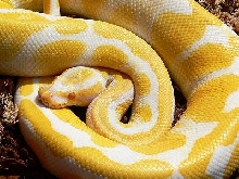 High contrast Albino