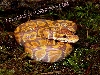 caramel