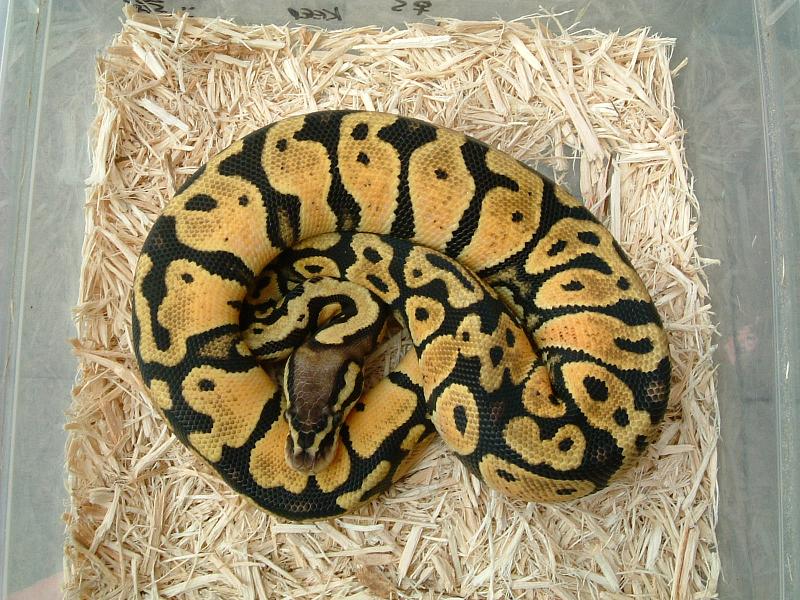 Lemon pastel